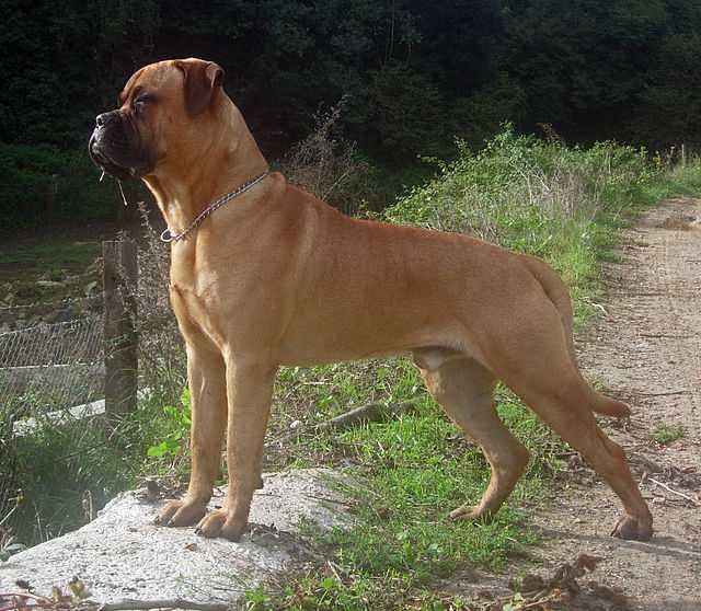 dressage difficile de chiens bull mastiff vizsla et shiba inu