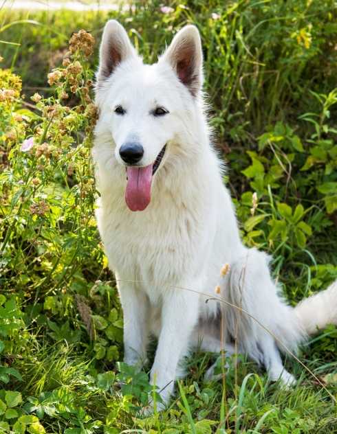 entrainement des chiens de montagne du grand suisse des ordres que tout chien devrait connaitre