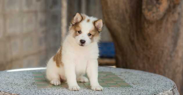 formation de chien pour debutant apprendre au chien a sasseoir