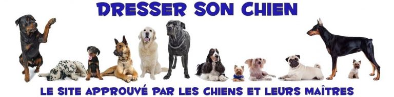que rechercher dans le meilleur programme de dressage de chiens