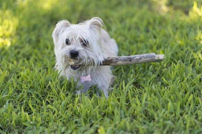 restez assis a chercher le meilleur de la formation de chien