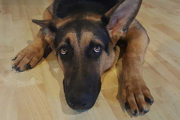 un chien plus age naccepte pas un nouveau chiot ou un chien essaye ca