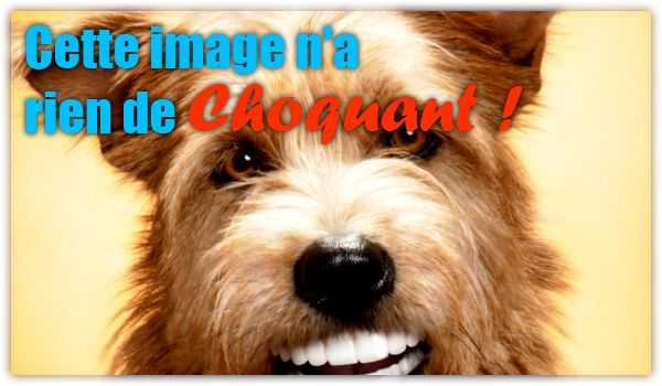 acide malique nettoyage des dents de chien et beaucoup plus
