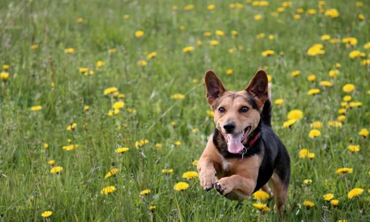 dressage de chiens entrainez votre chien comme un spartiate