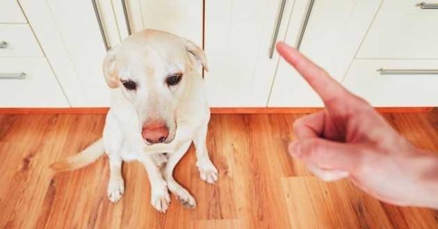 dressage de chiens expliquer les faits