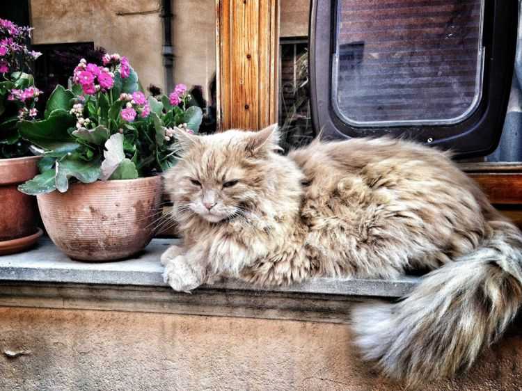 la formation de maison de chat rendue facile