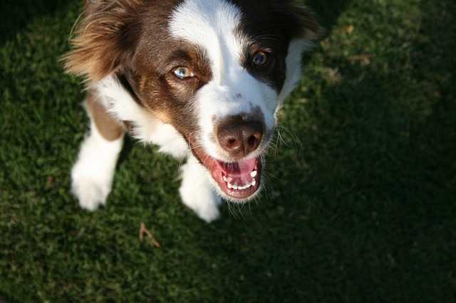 les trois erreurs de dressage de chiens a eviter