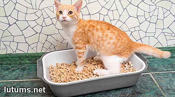 pine cat litter avantages et inconvenients