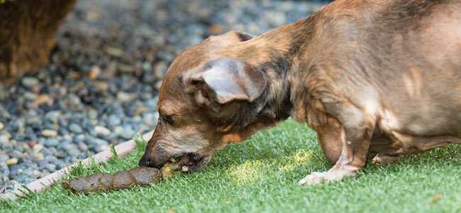pourquoi les chiens mangent de la merde et de la litiere