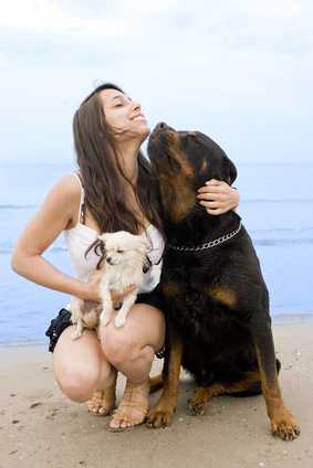 principes cles de la formation de chiens positifs