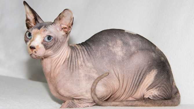 5 choses a savoir sur les chats sphynx