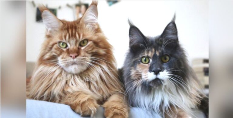 a propos de maine coon adoption kitten