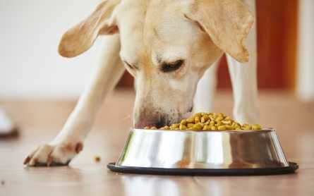 aliments dangereux pour les chiens ce que vous devez savoir si vous aimez votre animal de compagnie