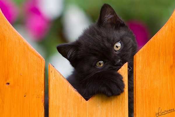 black cat superstition bonne chance ou mauvaise chance