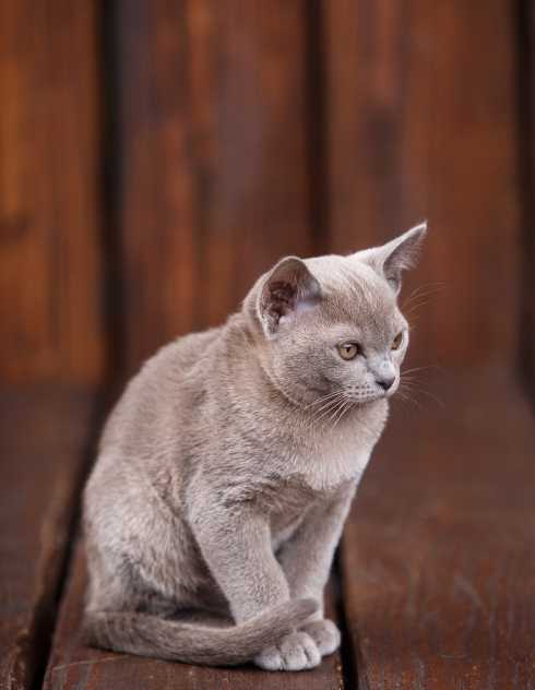 burmese cats le chat en cuivre