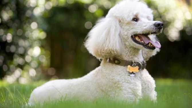 caniche est comme caniche