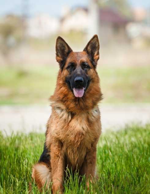 chien de berger allemand un guide de la race