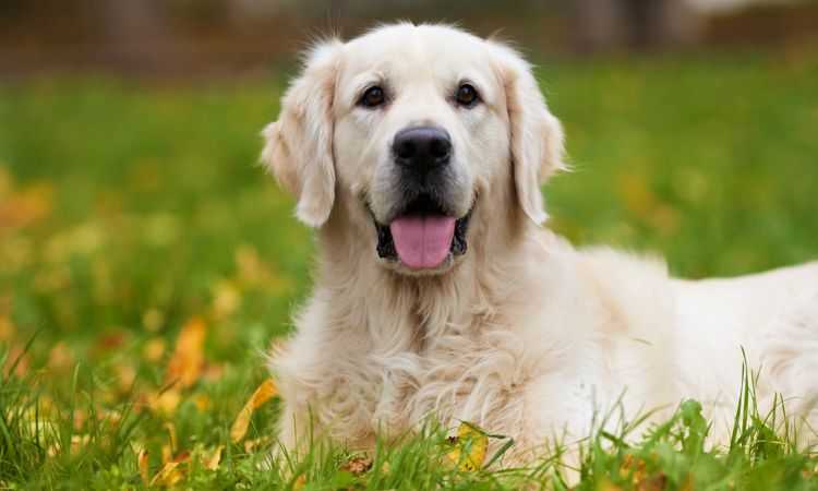chiens golden retriever ce que vous devez savoir sur leurs ancetres