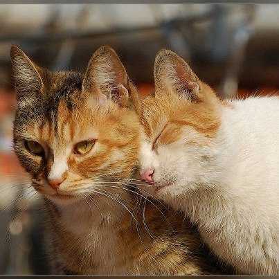 comment faire des chats et des enfants pour sentendre