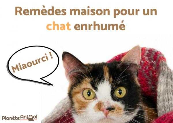 comment utiliser les remedes a la maison pour la grippe de chat