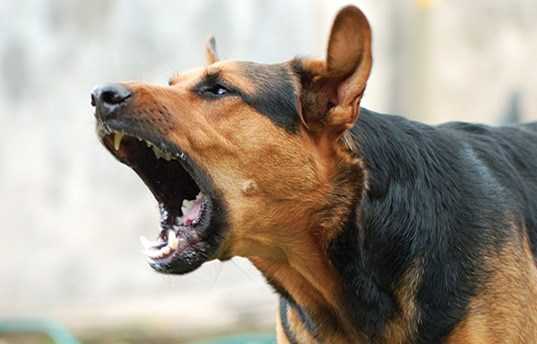 dog barking des solutions qui empechent les chiens daboyer de facon permanente