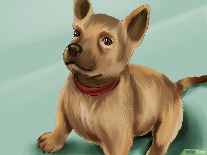 dresser des belgian malinois sont ils des chiots agressifs ou passent ils par une etape