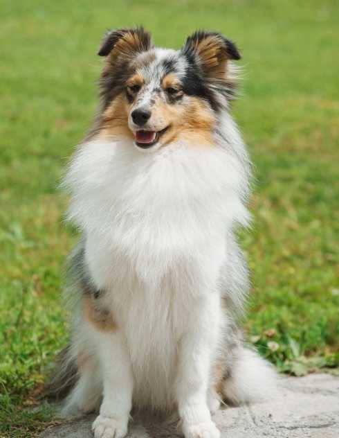 en quoi les shelties sont ils differents des collies