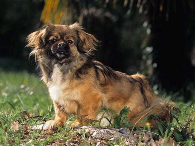 epagneul tibetain compagnon et chien de garde
