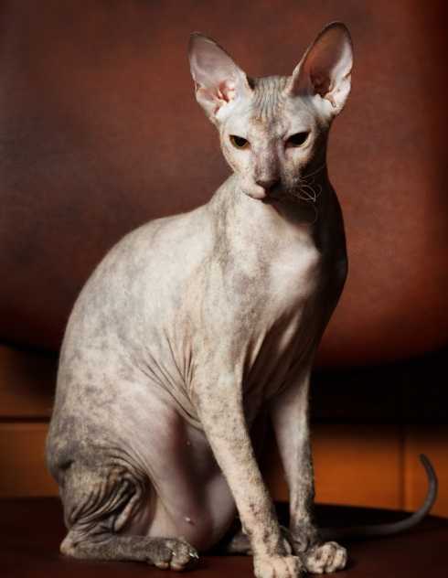 evaluation de la sante de sphynx cat