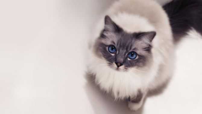 faits interessants sur la psychologie du chat ragdoll