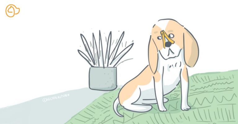 flatulence pour chien votre chien pete t il