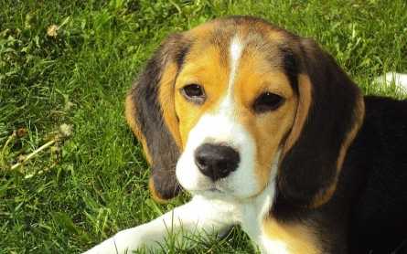 informations beagle et faits interessants sur beagle