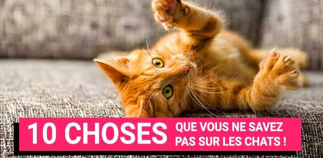 informations sur les chats que vous ne saviez pas