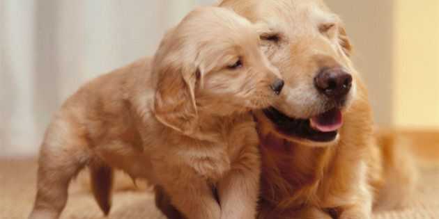 le chien le plus sympathique de tous les temps comment choisir un nom pour votre golden retriever