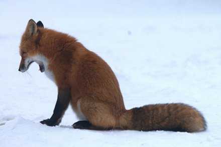 les renards sont lun des animaux les plus adaptables