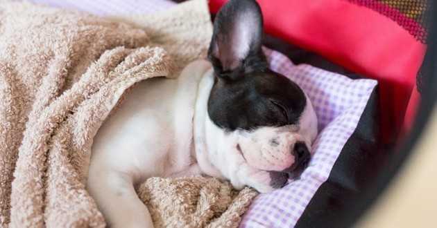 obtenir votre chiot teckel dormir la nuit