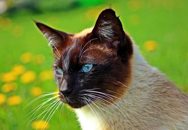 origine et histoire de linformation concernant les chats et les chatons