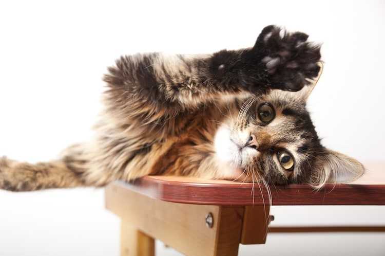 pourquoi les chats malaxent ils une explication du comportement evolutif