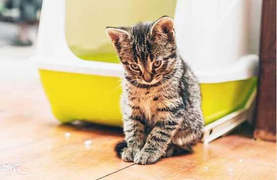 pourquoi lurine de chat sent si mauvais et ne disparait pas