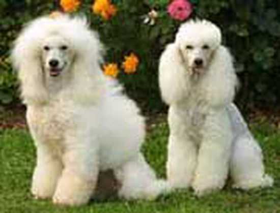 pourquoi un caniche standard fait un excellent chien de garde