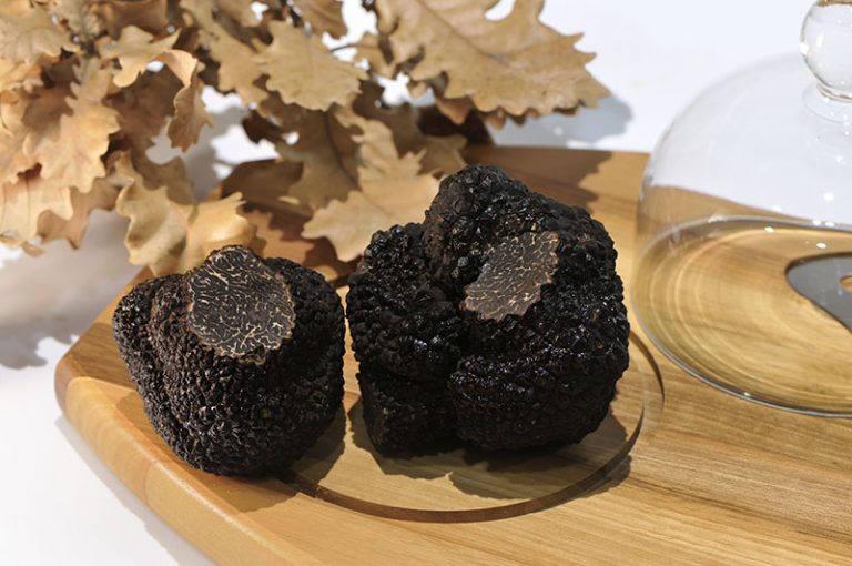 Présentation de la truffe noire