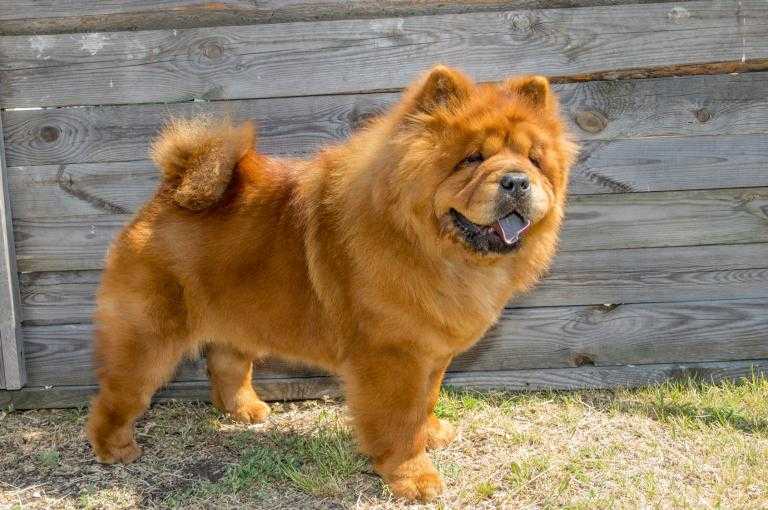 que considerer lors de lachat dun chow chow