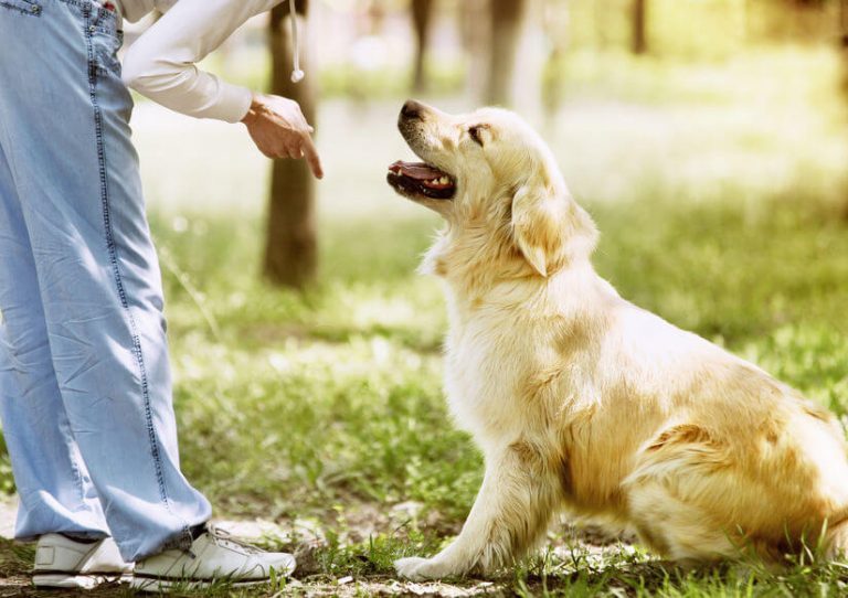 questions et reponses sur les chiens cours de pannus pour chien et dresseur dobeissance