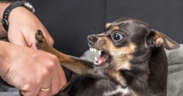 questions et reponses sur les morsures de chiens