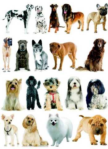 races de chiens groupes caracteristiques et qualites