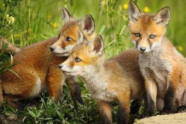 renards comme animaux de compagnie 6 facons dont ils different des chiens