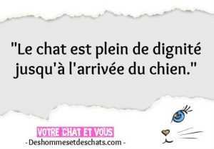 top 15 des citations de chat