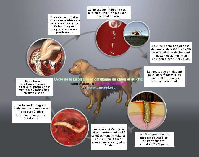 traitement heartworm pour chats et chiens