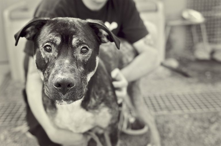 trois raisons pour lesquelles ladoption dun chien est la meilleure option