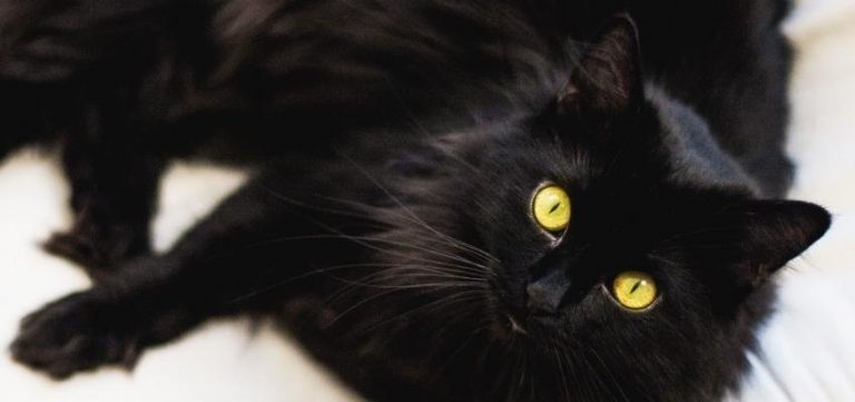 un chat noir apporte t il de la malchance